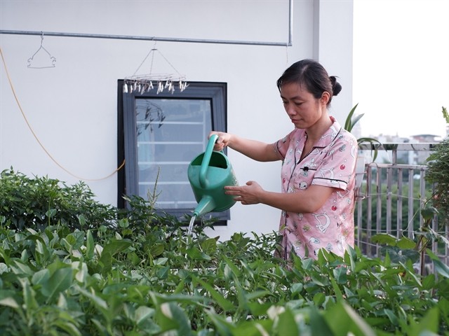 Urban gardens a bright spot during pandemic ảnh 1