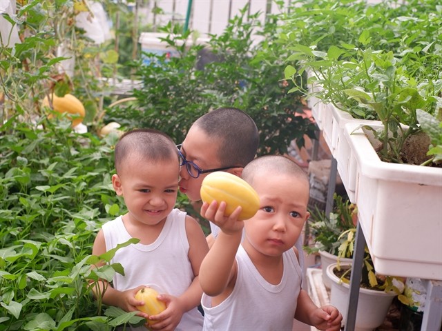 Urban gardens a bright spot during pandemic ảnh 3