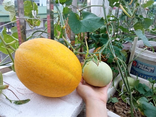 Urban gardens a bright spot during pandemic ảnh 6