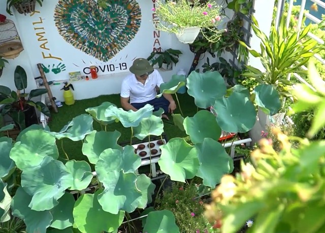 Urban gardens a bright spot during pandemic ảnh 5