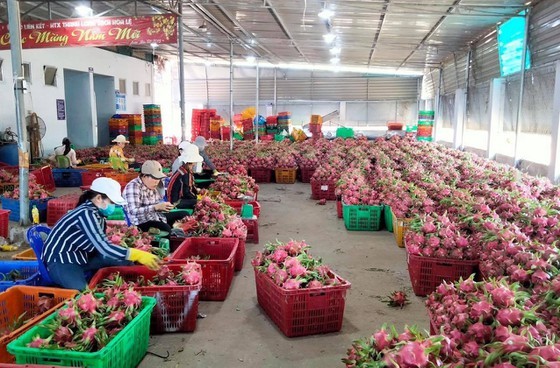 Binh Thuan dragon fruit gets protected geographical indication in Japan ảnh 2