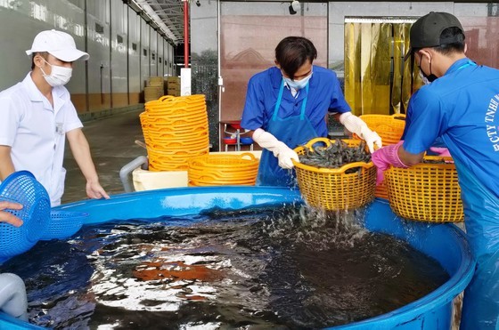 Shrimp exporters rush to achieve export target ảnh 1