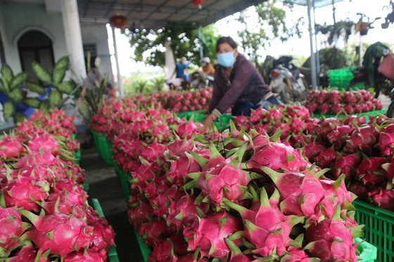 Dragon fruit growers struggle as price plunges ảnh 2