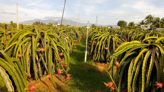 Dragon fruit growers struggle as price plunges ảnh 1