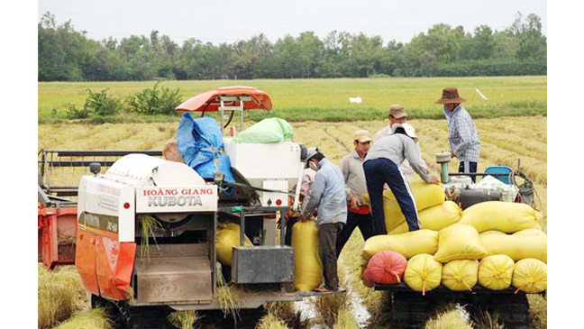 Rice output up 1.1 million tons in 2021 ảnh 1