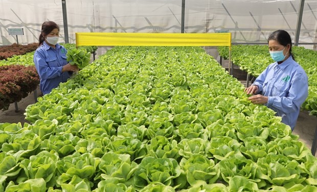 Vietnam needs to build linkages in organic farming ảnh 1