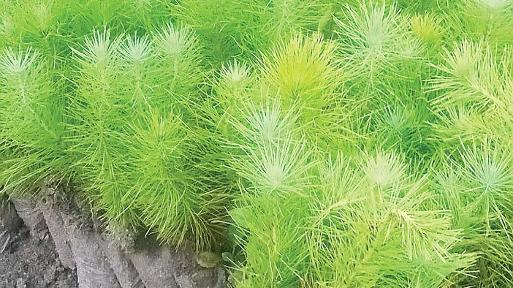 Công ty TNHH MTV Lâm nghiệp Kon Rẫy: Tập trung trồng và chăm sóc rừng trồng ảnh 3