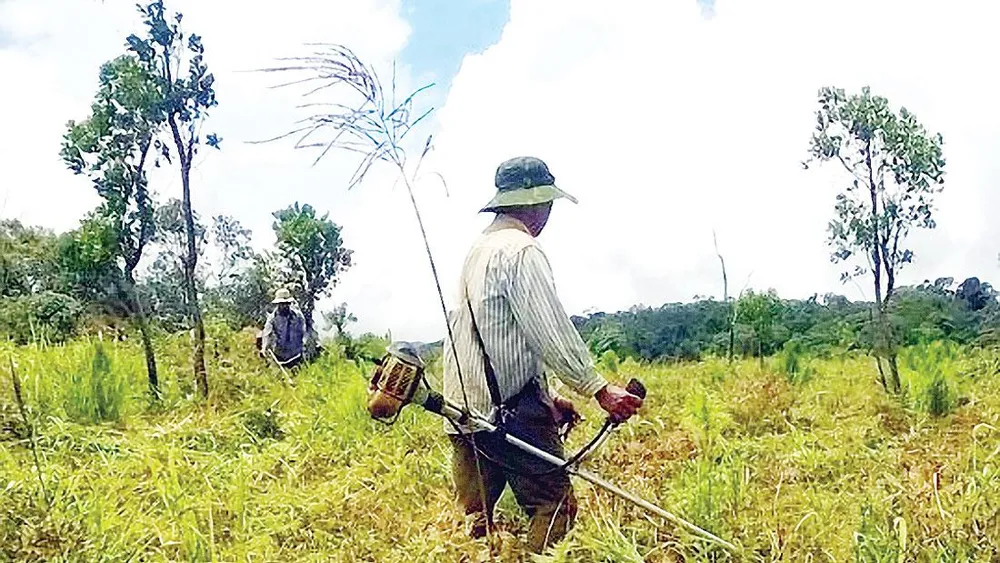 Công ty TNHH MTV Lâm nghiệp Kon Rẫy: Tập trung trồng và chăm sóc rừng trồng ảnh 2