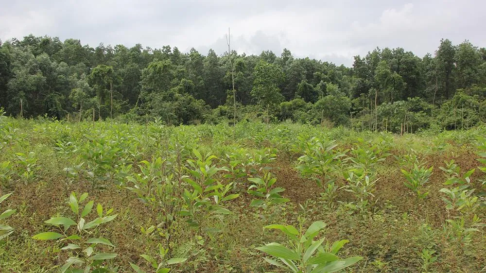 Trường Sơn - 10 năm trở lại - Bài 5: Những trăn trở hôm nay ảnh 1