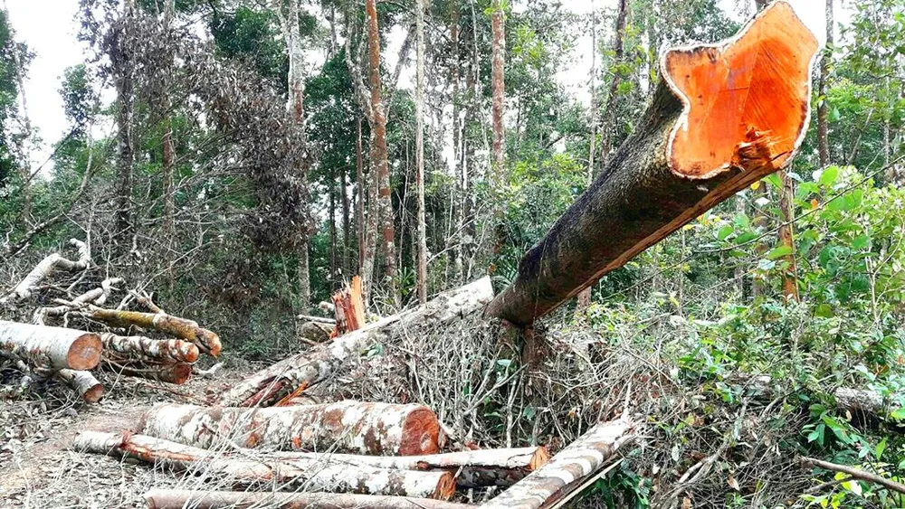 Ban Quản lý rừng phòng hộ Ayun Pa để xảy ra nạn phá rừng, giao khoán bảo vệ rừng trên diện tích không có rừng