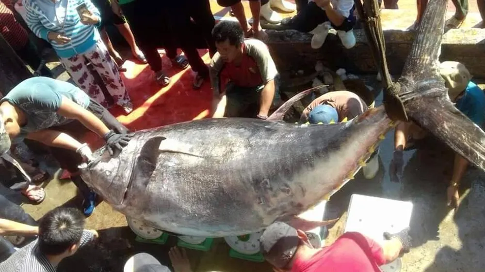 Câu được cá ngừ vây vàng nặng 386kg