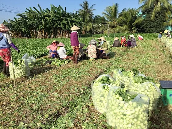 Thiếu hướng dẫn xác nhận thu nhập ổn định từ đất nông nghiệp