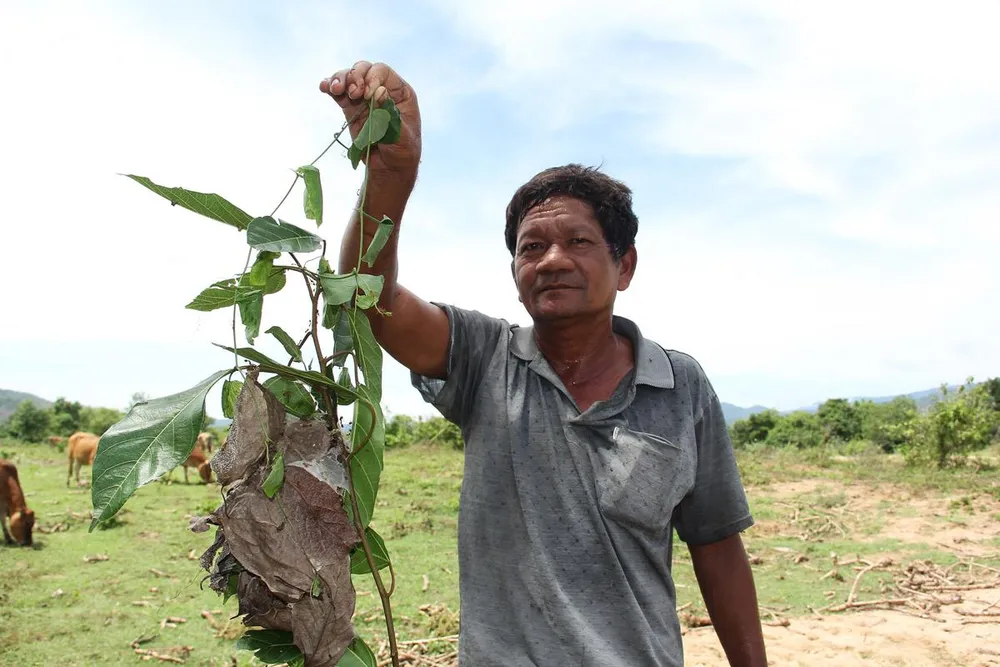 Săn đặc sản kiến vàng  ảnh 1