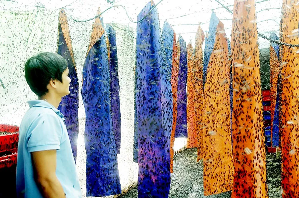 Hiệu quả từ nuôi ruồi lính đen lấy trứng ảnh 1