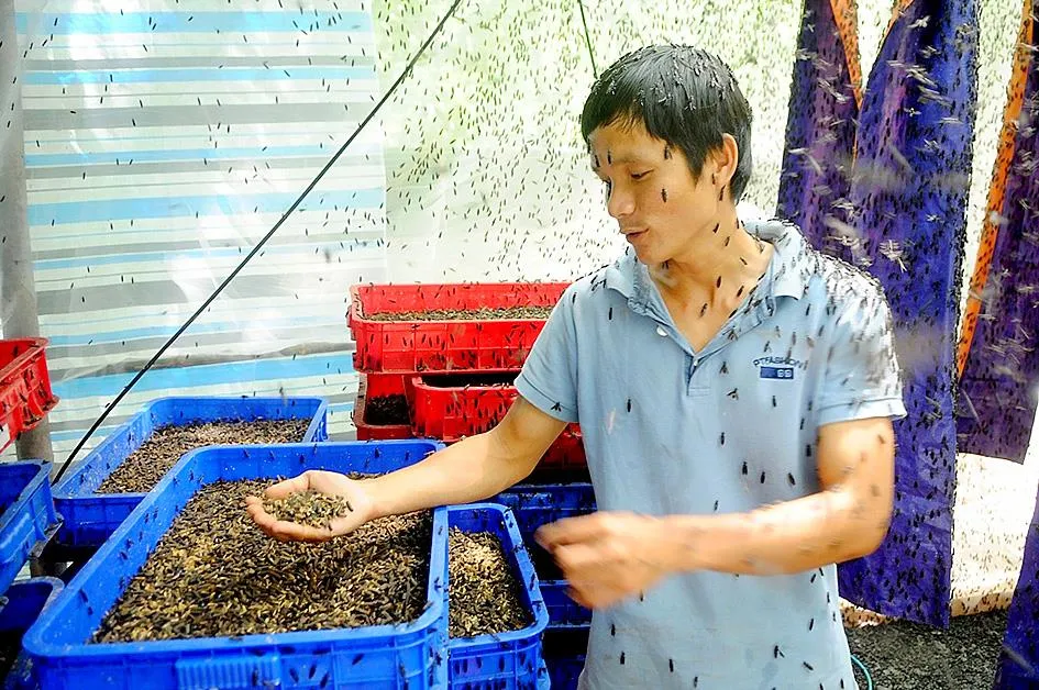Hiệu quả từ nuôi ruồi lính đen lấy trứng ảnh 4