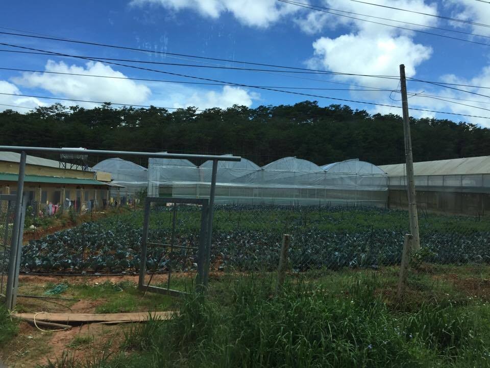 The application of high technology in agriculture, especially in planting vegetables and flowers, has been increasing in Da Lat.  (Photo: KK)