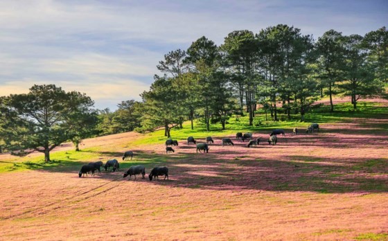 Đà Lạt - Thảo nguyên cỏ hồng ảnh 2