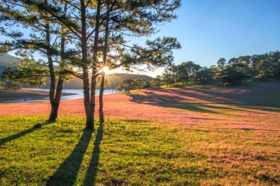 Đà Lạt - Thảo nguyên cỏ hồng ảnh 3