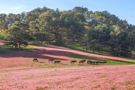 Đà Lạt - Thảo nguyên cỏ hồng ảnh 8