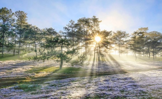 Đà Lạt - Thảo nguyên cỏ hồng ảnh 9