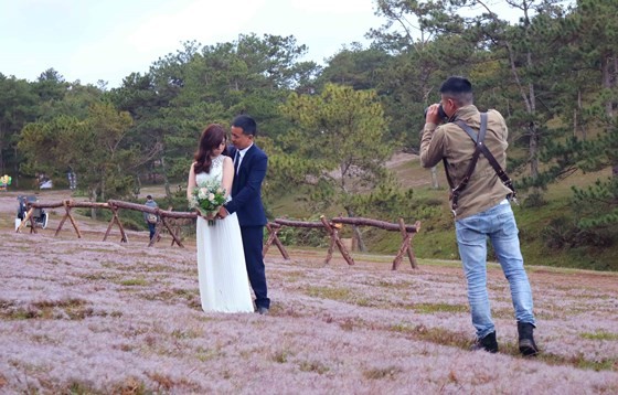 Rộn ràng mùa hội cỏ hồng Đà Lạt 2017 ảnh 7