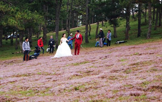 Rộn ràng mùa hội cỏ hồng Đà Lạt 2017 ảnh 8