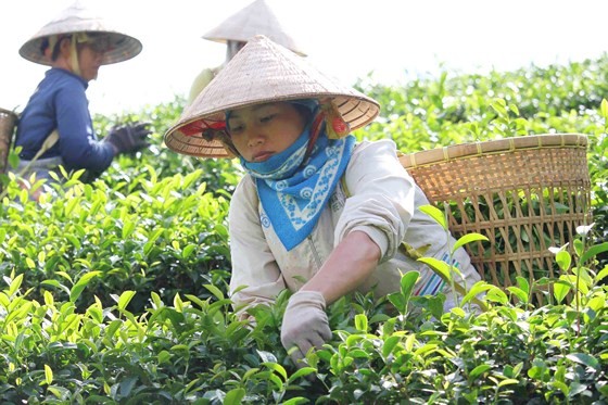 Tuần văn hóa Trà, Tơ lụa sẽ diễn ra từ ngày 23 đến 27-12-2017 ảnh 2