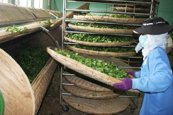 Tuần văn hóa Trà, Tơ lụa sẽ diễn ra từ ngày 23 đến 27-12-2017 ảnh 3