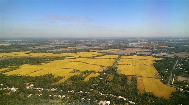 Rice fields in ​Thot Not district in the Mekong Delta province of ​Can Tho (Photo: VNA)