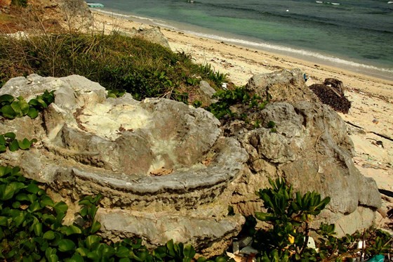 Váº» Äáº¹p san hÃ´ hÃ³a tháº¡ch hoa há»ng ngÃ&nbsp;n nÄm Äáº£o LÃ½ SÆ¡n áº£nh 2