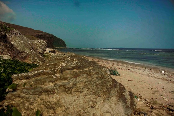 Váº» Äáº¹p san hÃ´ hÃ³a tháº¡ch hoa há»ng ngÃ&nbsp;n nÄm Äáº£o LÃ½ SÆ¡n áº£nh 4