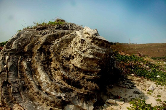 Váº» Äáº¹p san hÃ´ hÃ³a tháº¡ch hoa há»ng ngÃ&nbsp;n nÄm Äáº£o LÃ½ SÆ¡n áº£nh 6