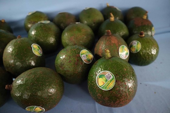 BÆ¡ âkhá»§ngâ há»i tá»¥ táº¡i Äáº¯k NÃ´ng áº£nh 7