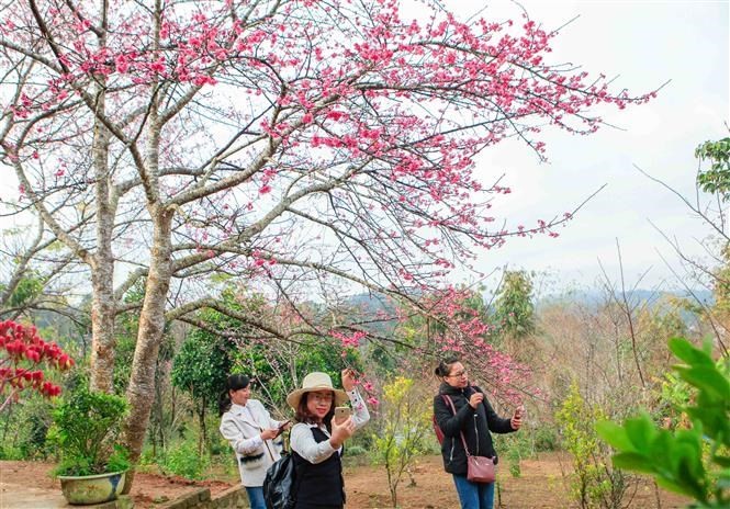 Cherry blossom festival returns to Dien Bien ảnh 2