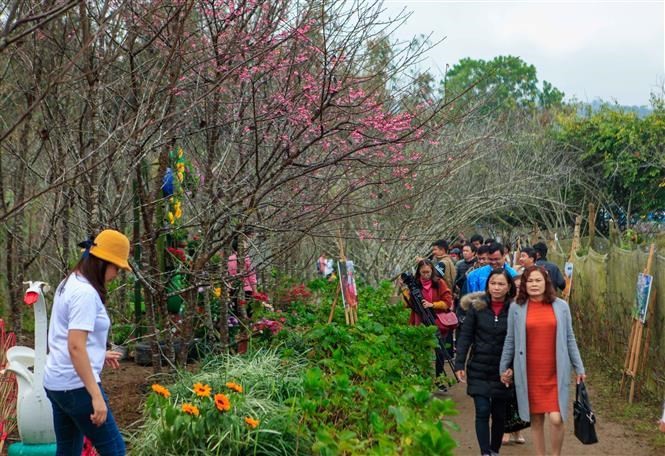 Cherry blossom festival returns to Dien Bien ảnh 4