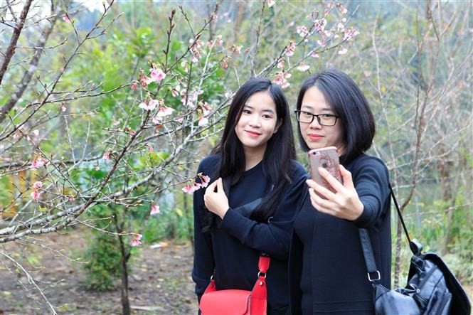 Cherry blossom festival returns to Dien Bien ảnh 3