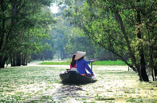 Tra Su melaleuca forest in An Giang province (Source: VNA)