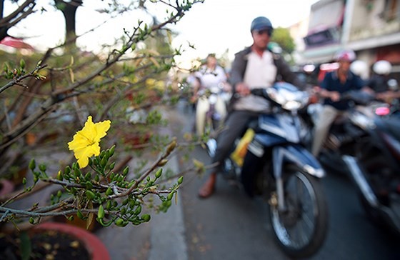  Chá»£ hoa xuÃ¢n trÃªn báº¿n dÆ°á»i thuyá»nâ¦ áº£nh 8