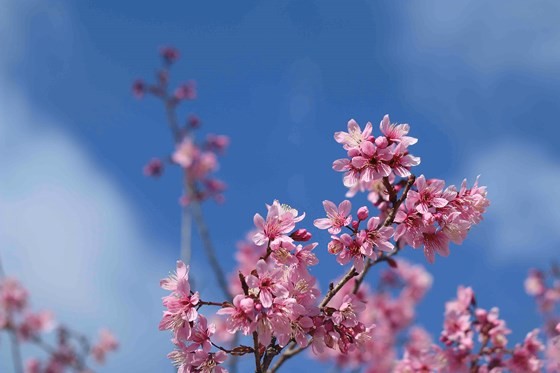 Mai anh ÄÃ&nbsp;o Äua nhau khoe sáº¯c kháº¯p ÄÃ&nbsp; Láº¡t áº£nh 11