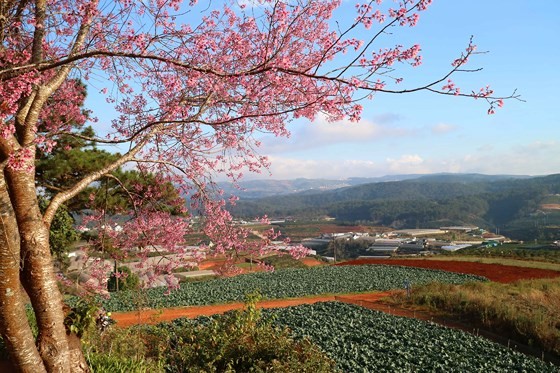 Mai anh ÄÃ&nbsp;o Äua nhau khoe sáº¯c kháº¯p ÄÃ&nbsp; Láº¡t áº£nh 14