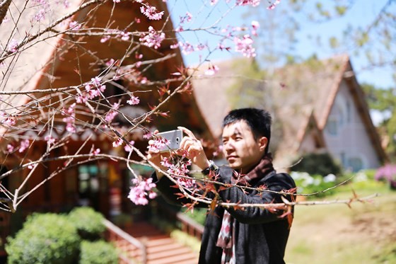 Mai anh ÄÃ&nbsp;o Äua nhau khoe sáº¯c kháº¯p ÄÃ&nbsp; Láº¡t áº£nh 5