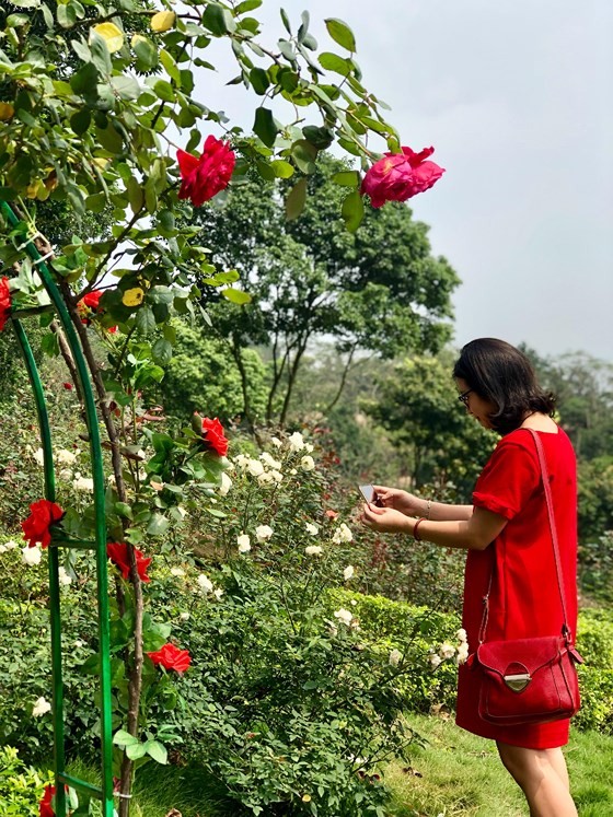 Paragon Resort Bavi recognized for largest rose garden ảnh 1