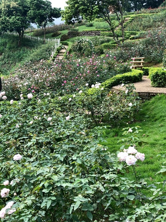 Paragon Resort Bavi recognized for largest rose garden ảnh 2