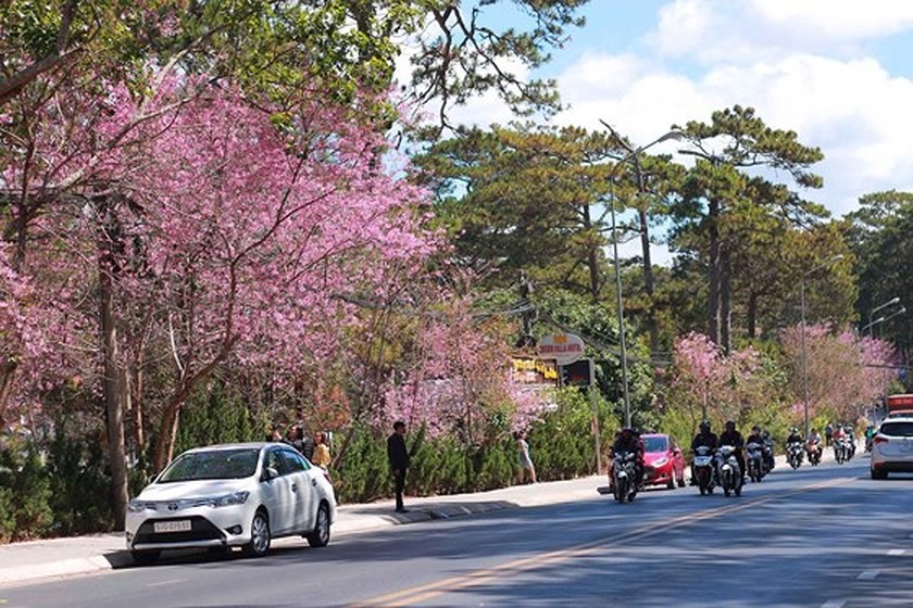 1,000 cherry blossom trees planted on Langbiang mountain ảnh 2