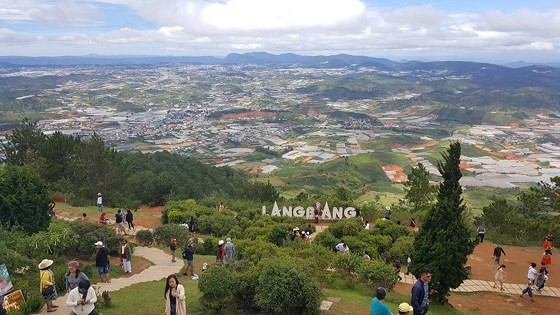 1,000 cherry blossom trees planted on Langbiang mountain ảnh 1