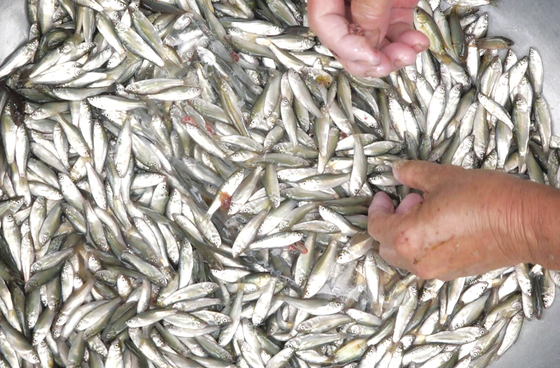 Mekong Delta’s locals earn living in flooding season ảnh 1