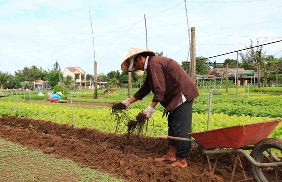 Hoi An’s Tra Que Vegetable Village welcomes first New Year visitors ảnh 4