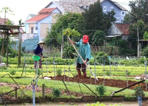 Hoi An’s Tra Que Vegetable Village welcomes first New Year visitors ảnh 5