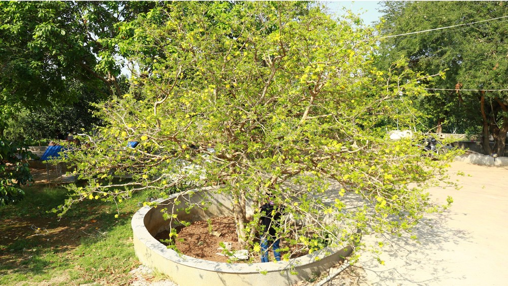 Giant ancient yellow apricot tree blooming on Tet ảnh 1