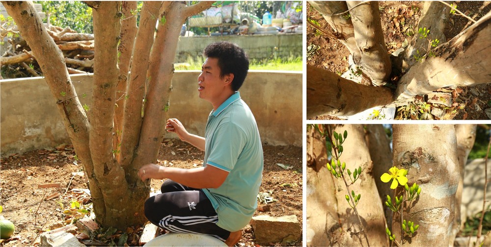Giant ancient yellow apricot tree blooming on Tet ảnh 2